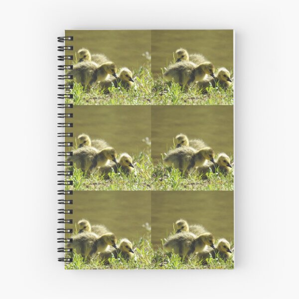 Item preview, Baby goslings, Canadian Geese, wildlife gifts designed and sold by Sandra O'Toole.