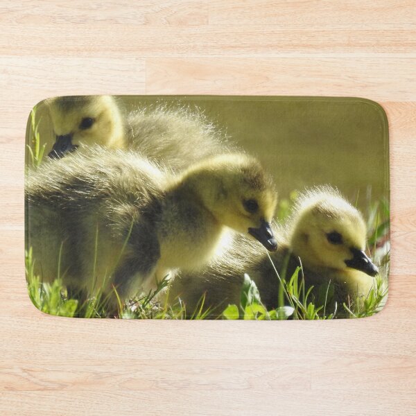 Item preview, Baby goslings, Canadian Geese, wildlife gifts designed and sold by Sandra O'Toole.