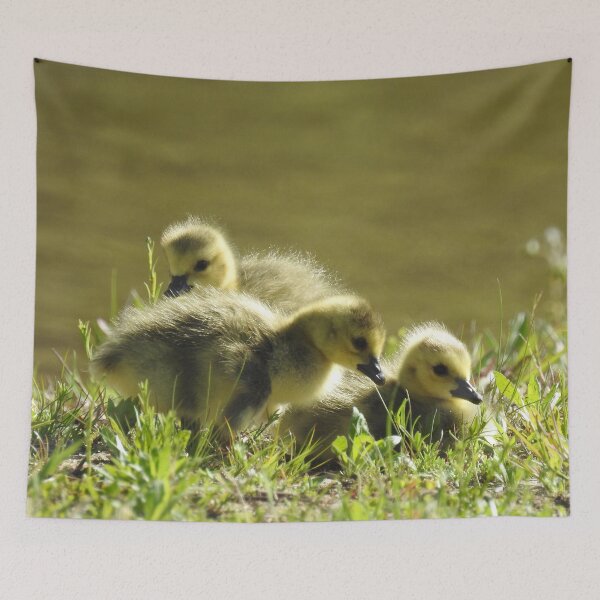 Item preview, Baby goslings, Canadian Geese, wildlife gifts designed and sold by Sandra O'Toole.