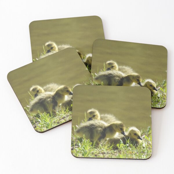 Item preview, Baby goslings, Canadian Geese, wildlife gifts designed and sold by Sandra O'Toole.