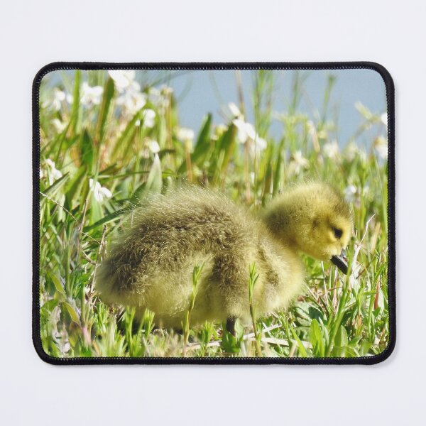 Item preview, Baby gosling, Canadian Geese, wildlife gifts designed and sold by Sandra O'Toole.