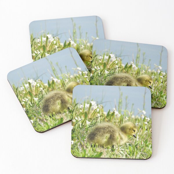 Item preview, Baby gosling, Canadian Geese, wildlife gifts designed and sold by Sandra O'Toole.