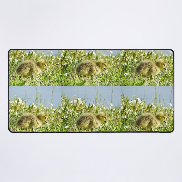 Item preview, Baby gosling, Canadian Geese, wildlife gifts designed and sold by Sandra O'Toole.