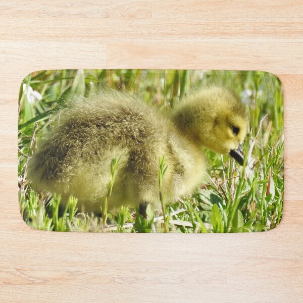 Item preview, Baby gosling, Canadian Geese, wildlife gifts designed and sold by Sandra O'Toole.