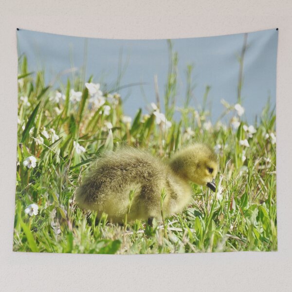 Item preview, Baby gosling, Canadian Geese, wildlife gifts designed and sold by Sandra O'Toole.