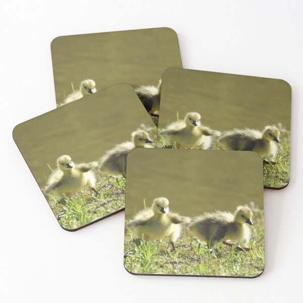 Item preview, Baby goslings, Canadian Geese, wildlife gifts designed and sold by Sandra O'Toole.