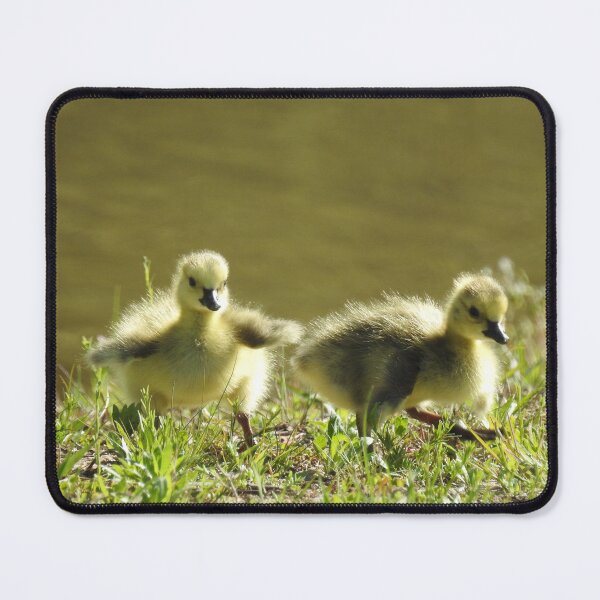 Item preview, Baby goslings, Canadian Geese, wildlife gifts designed and sold by Sandra O'Toole.