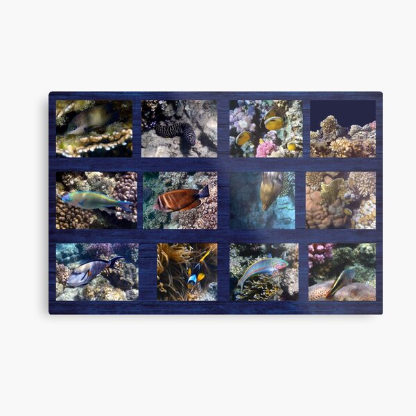 Hurmerinta Red Sea Sealife Collage 3 Metal Print