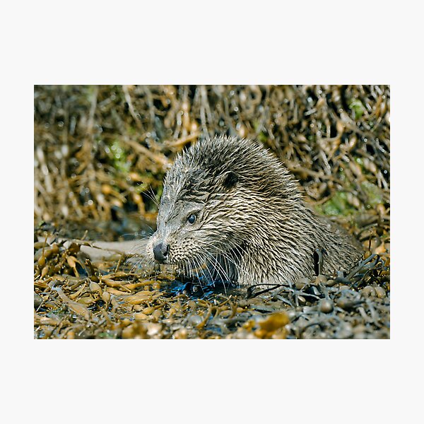 Artikelvorschau, Wild Otter grooming entworfen und verkauft von wildlifephoto.