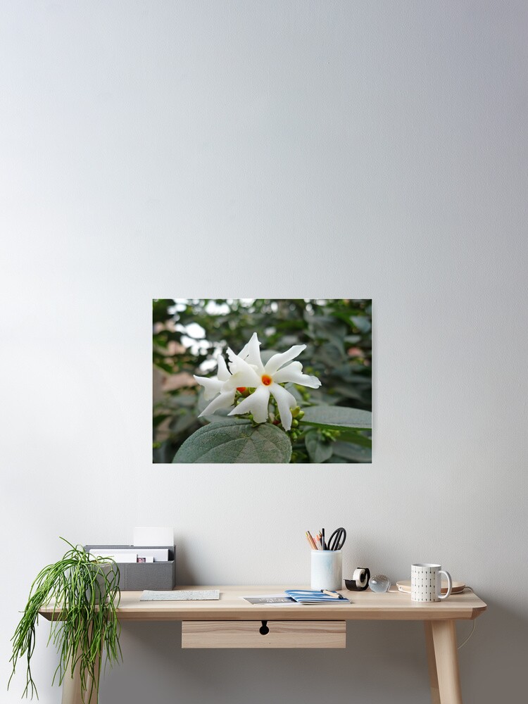 Póster «Hermosa flor blanca con centro naranja» de ashishagarwal74 | Redbubble Póster «Hermosa flor blanca con centro naranja» de ashishagarwal74 | Redbubble