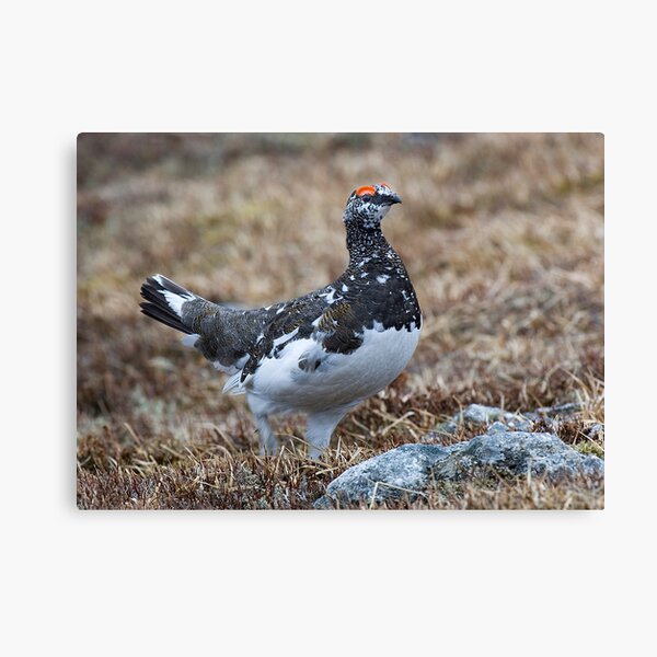 Item preview, Male Ptarmigan designed and sold by wildlifephoto.