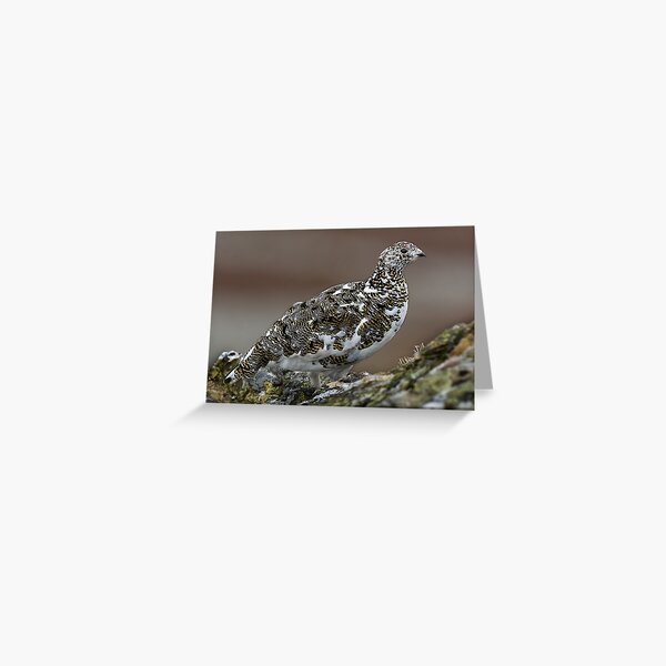 Ptarmigan Greeting Card