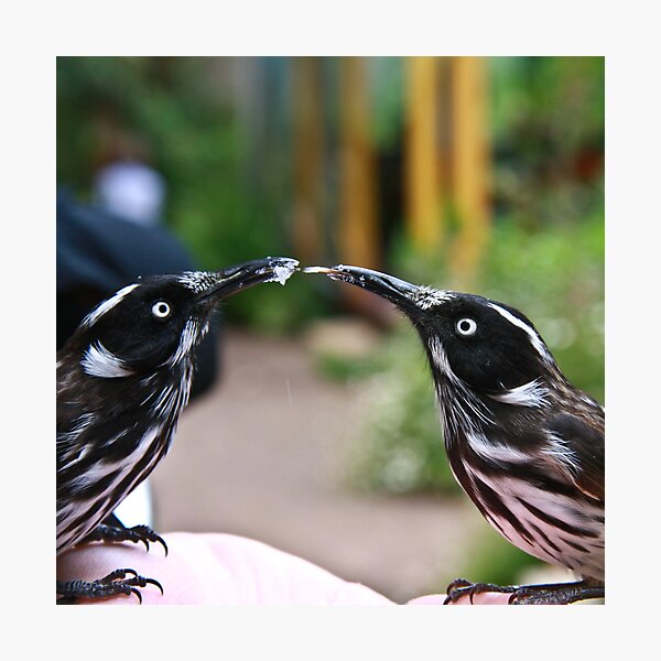 Give me a kiss Photographic Print