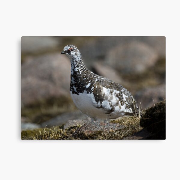 Item preview, Male ptarmigan designed and sold by wildlifephoto.
