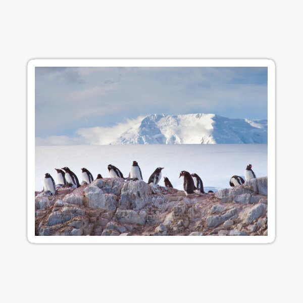 Item preview, The Creche (Gentoo Penguins, Port Lockroy, Antarctica) designed and sold by Krys Bailey.