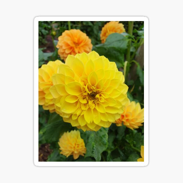 Item preview, Yellow Dahlias 3 designed and sold by Claire L Page Photography.