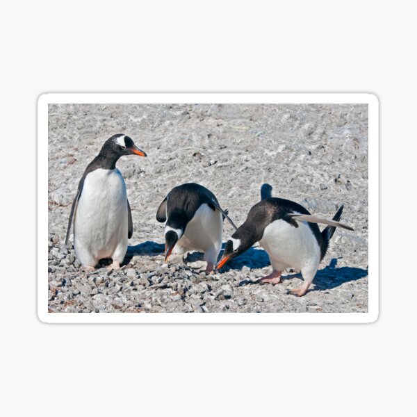 Item preview, Auditioning for Mr Popper's Penguins designed and sold by Krys Bailey.