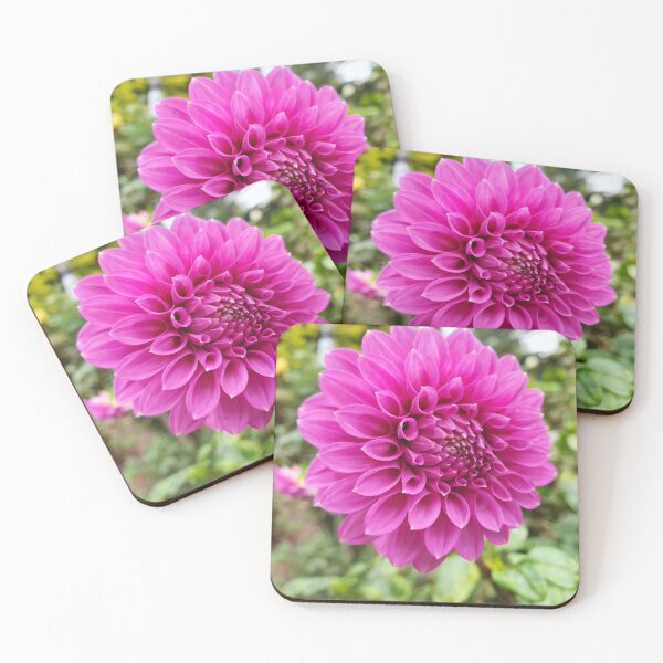 Item preview, Bright Pink Dahlia designed and sold by Claire L Page Photography.