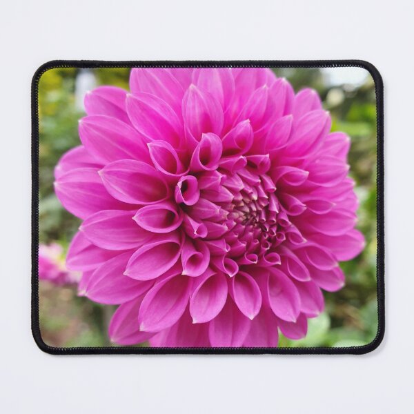 Item preview, Bright Pink Dahlia designed and sold by Claire L Page Photography.
