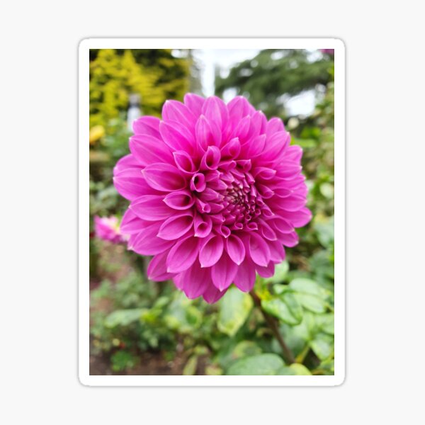 Item preview, Bright Pink Dahlia designed and sold by Claire L Page Photography.