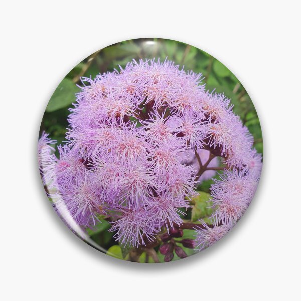 Item preview, Bartlettina Sordida or Blue Mist designed and sold by Claire L Page Photography.