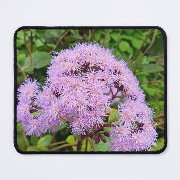 Item preview, Bartlettina Sordida or Blue Mist designed and sold by Claire L Page Photography.