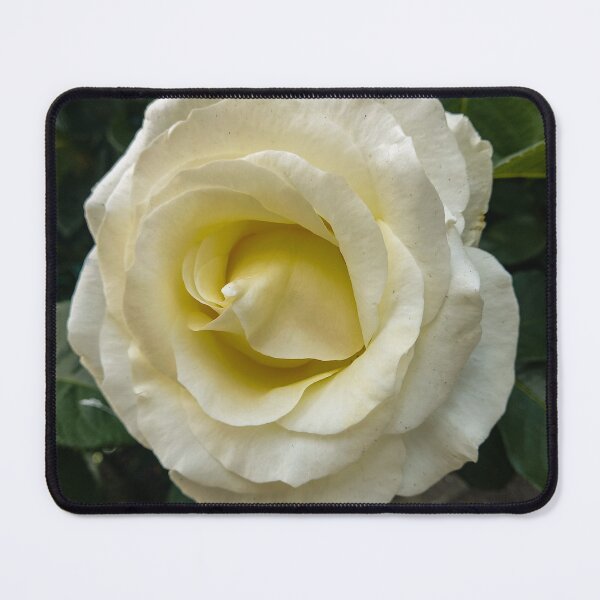 Item preview, Beautiful rose designed and sold by alionakaluta.