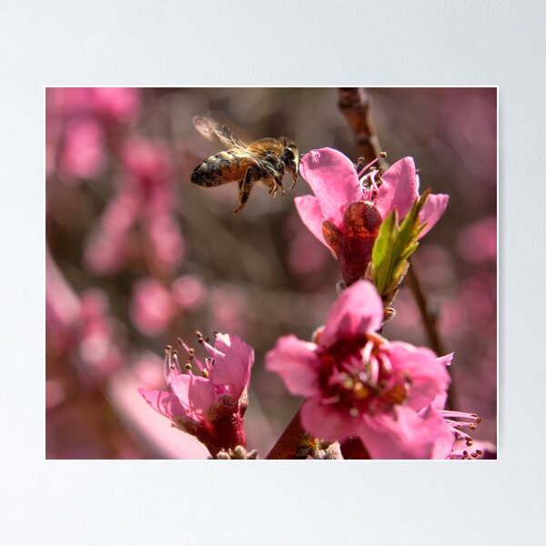 Item preview, Bee in Peach Tree designed and sold by thegrizz15.