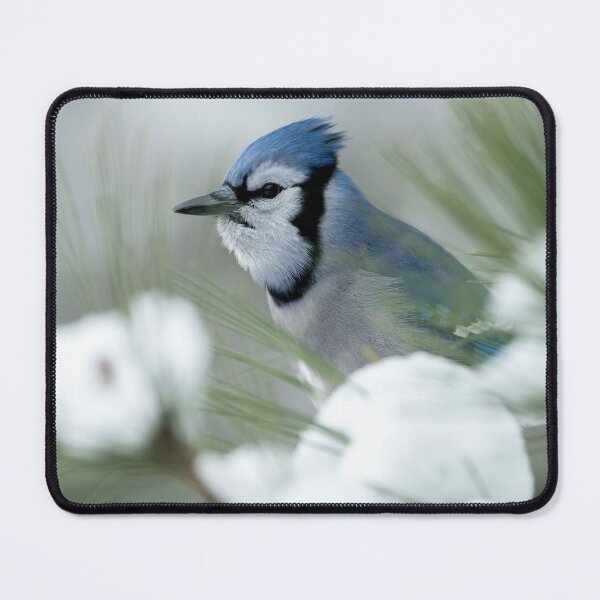 Artikelvorschau, Blue Jay entworfen und verkauft von Michael Cummings.