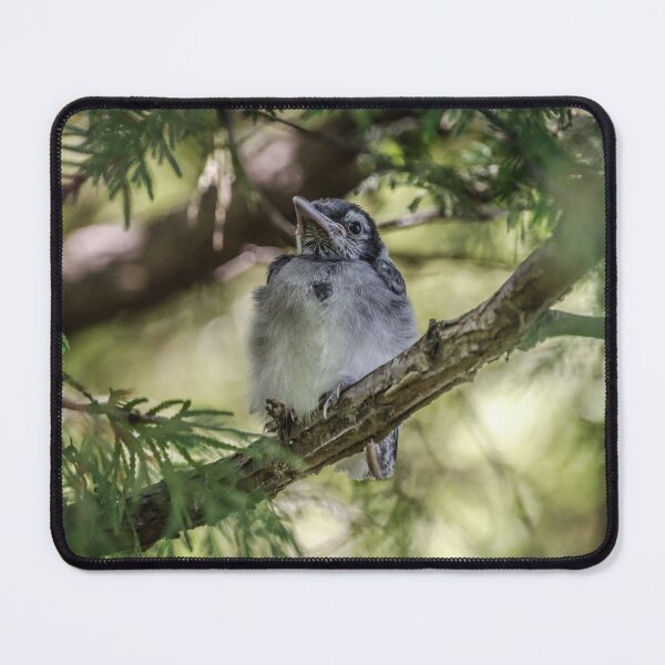 Artikelvorschau, Baby Blue Jay entworfen und verkauft von srlancaster.