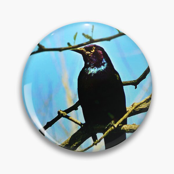 Item preview, Blue Black Bird  designed and sold by seventySIXart&photo .