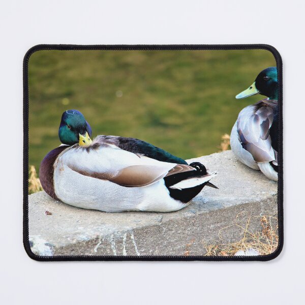 Item preview, resting duck designed and sold by jpaul thibaut.
