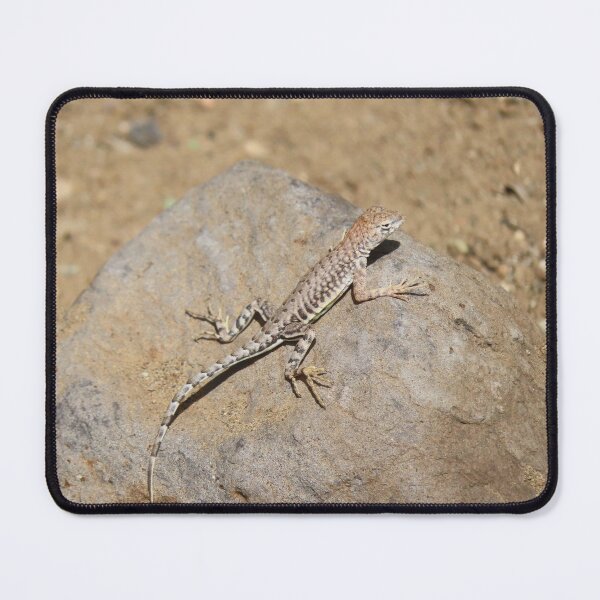 Item preview, Zebra Tail Lizard designed and sold by Kathleen Brant.