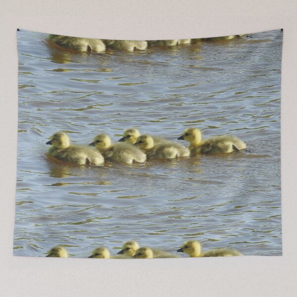 Item preview, Baby goslings, Canadian Geese, wildlife gifts designed and sold by Sandra O'Toole.