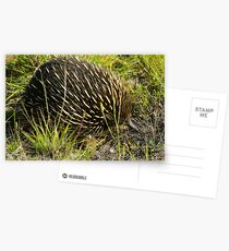 Echidna Postcards