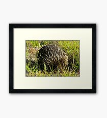 Echidna Framed Print