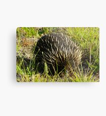 Echidna Metal Print