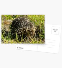 Echidna Postcards