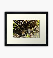 Echidna Framed Print