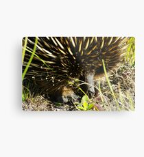 Echidna Metal Print