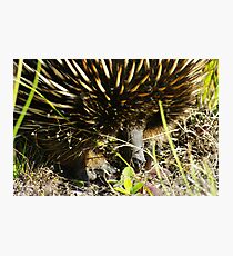 Echidna Photographic Print