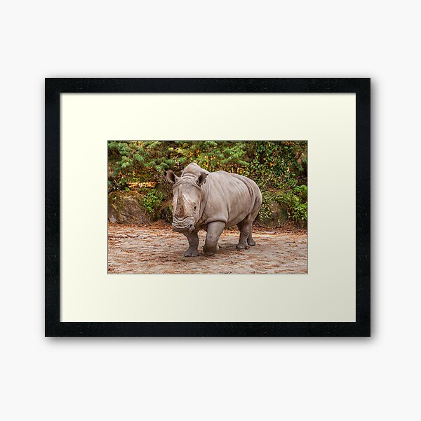 Item preview, African White Rhino coming at ya designed and sold by JulieAnnPix.
