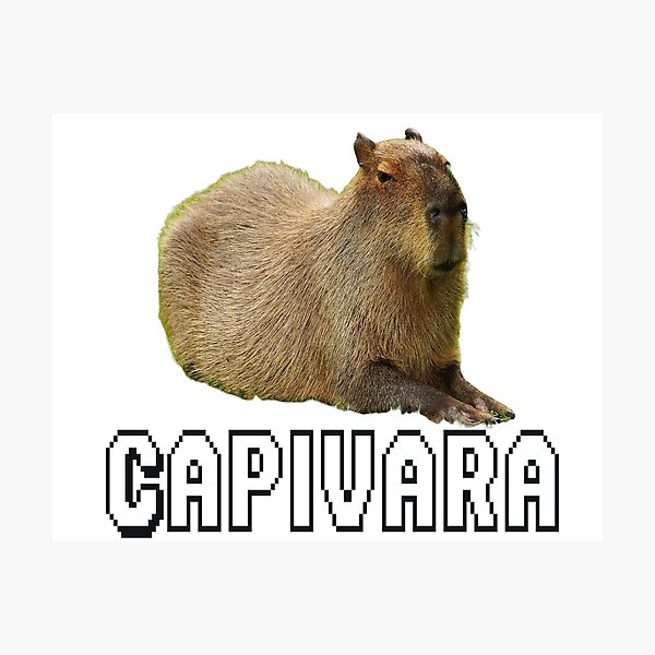 Capybara Art Print  Capivara, Fotos de capivara, Capivara desenho