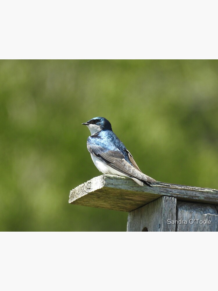 Baseball Cap Animal Wildlife Bird Blue Jay Wild Acrylic Hats for