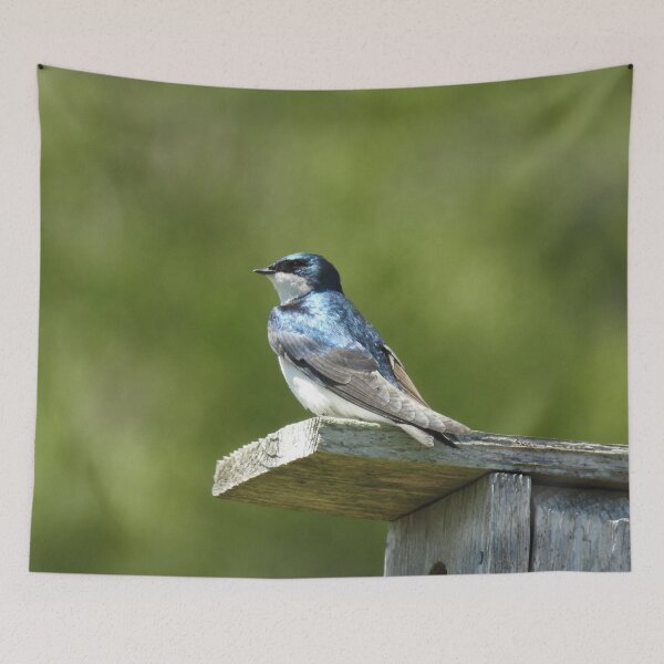 Item preview, Tree swallow, wild birds, wildlife gifts designed and sold by Sandra O'Toole.
