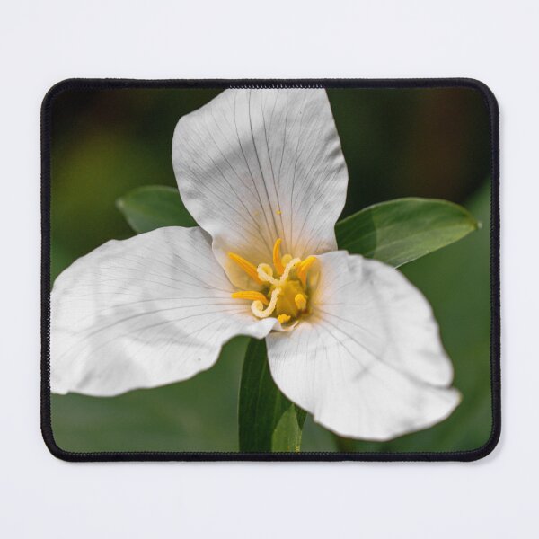 Item preview, Trillium Flower Close-Up designed and sold by jillianbutolphphoto.