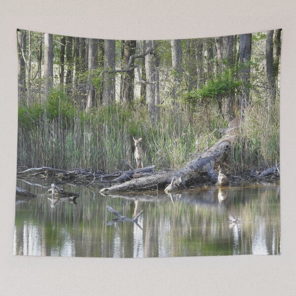 Item preview, Whitetail deer, wild animal, wildlife gifts designed and sold by Sandra O'Toole.
