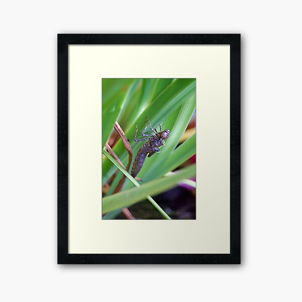 dragonfly's previous clothes Framed Art Print