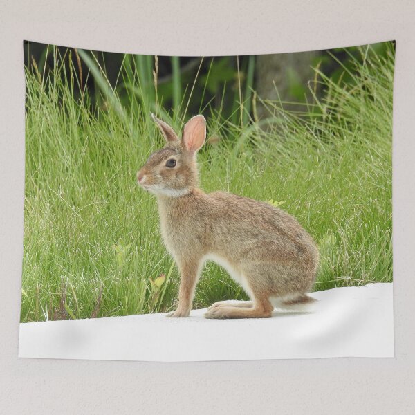 Item preview, Cottontail rabbit, wild animals, wildlife gifts designed and sold by Sandra O'Toole.