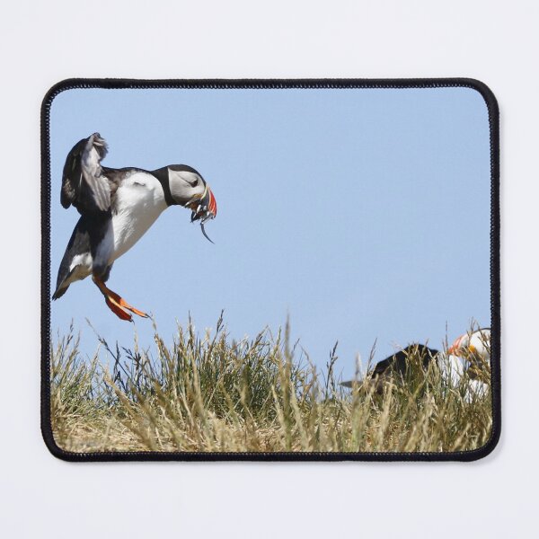Item preview, Puffin returns to the nest with a beak full of sand eels designed and sold by MartinPhotos.